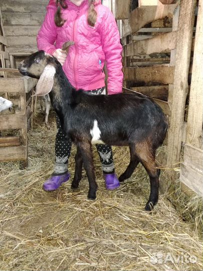 Козы,козочки,козлы