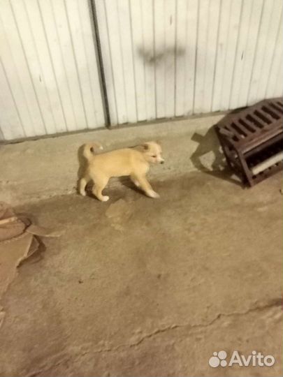 Собака в добрые руки отдам бесплатно