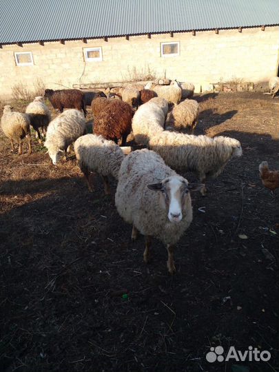 Овцы бараны