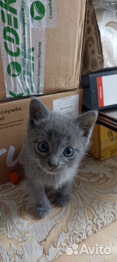 Котята в дар бесплатно