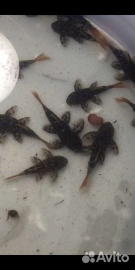 Номерные сомы. Опт L600,анцитрус,цихлиды