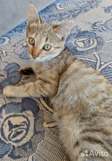 Котенок девочка 4мес