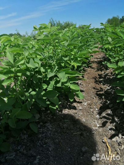 Антипка, алыча, жердела,груша