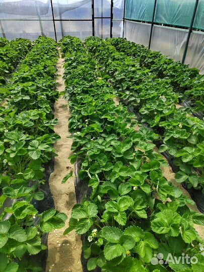 Рассада клубники. Альба и Азия