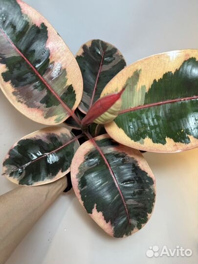 Комнатные растения Алоказия Frydek