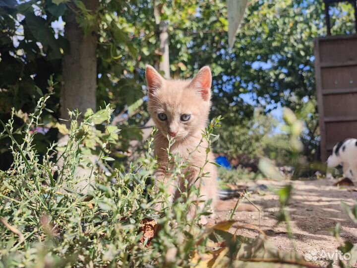 Котята в добрые руки бесплатно