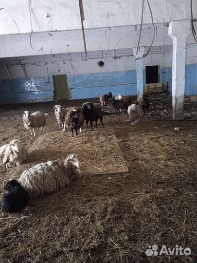 Овцы бараны ягнята + козы