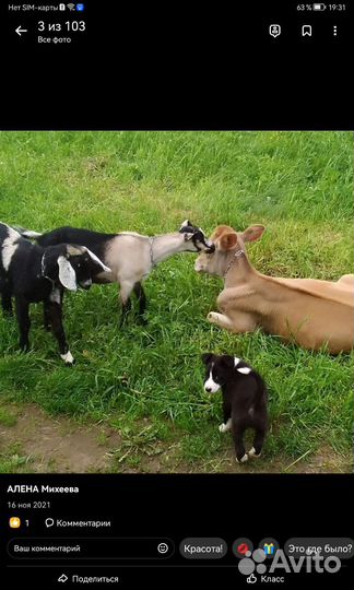 Помесь бордер-колли