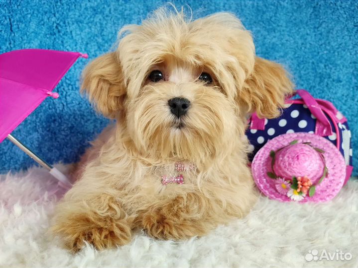 Вкусная карамелька мальтипу с документами