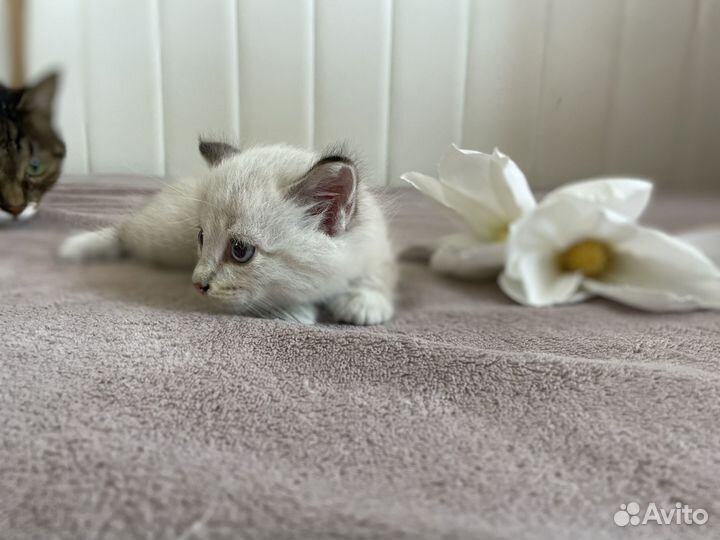 Котята бесплатно