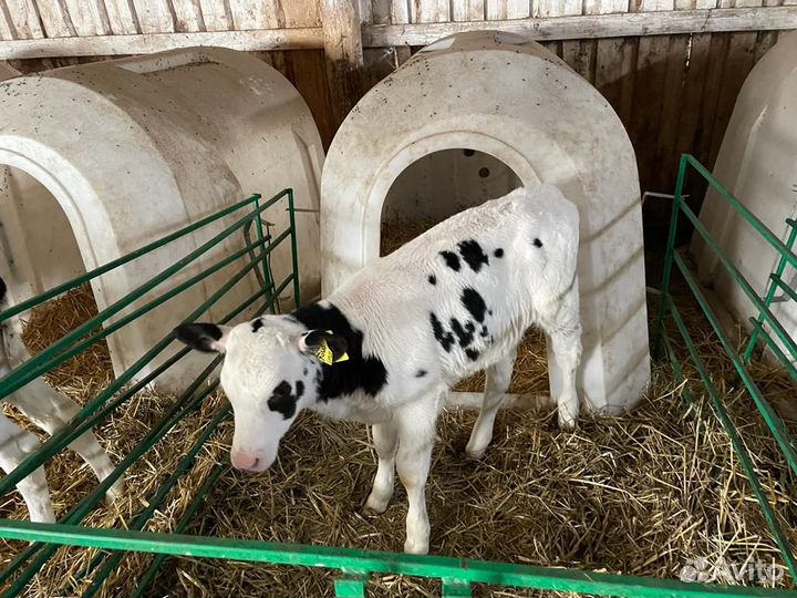 Бычки и телки