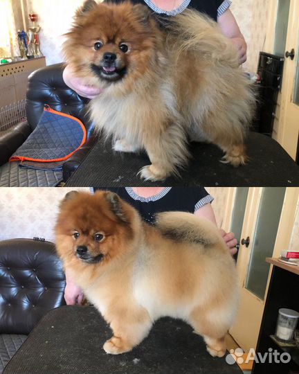 Груминг (стрижка) шпицев