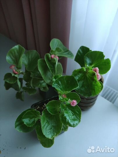 Бегония вечноцветущая махровая