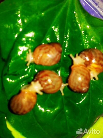 Тигры, сутуралисы, иктерики, ретики