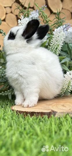 Самые маленькие Кролики