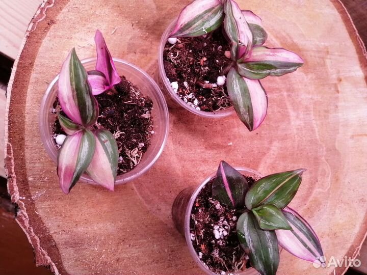 Комнатные растения / традесканция