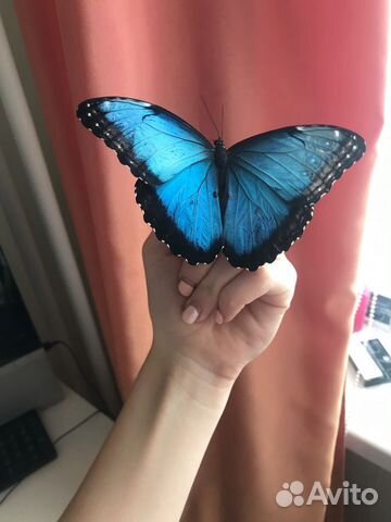 Живые бабочки и наборы для выращивания бабочек