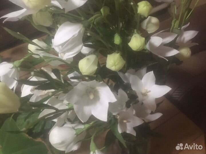 Садовые цветы