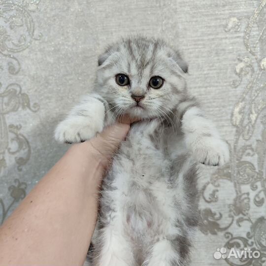 Шотландская