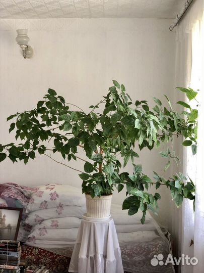 Китайская роза комнатная красная