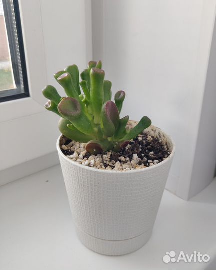 Крассула хоббит