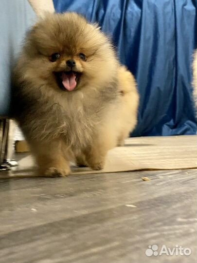 Померанский шпиц