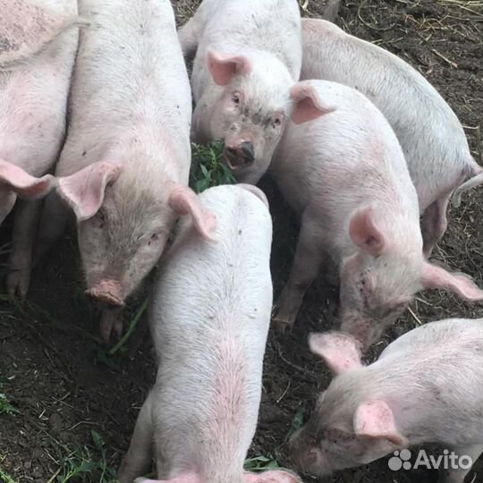Поросята