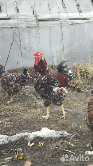 Яйца на инкубацию