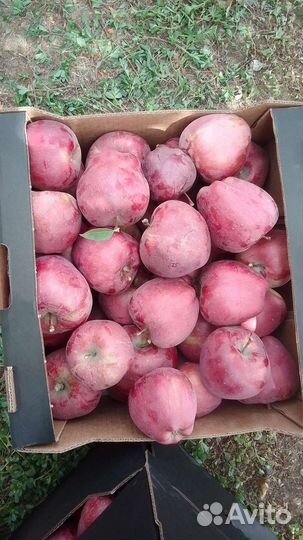 Яблоки жаромин 4т