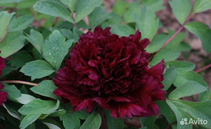 Чёрный дракон