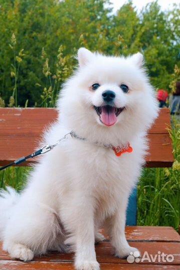 Померанский шпиц