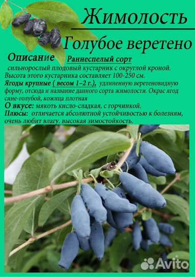 Саженцы жимолости