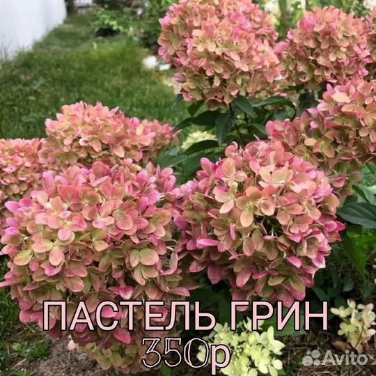 Гортензия