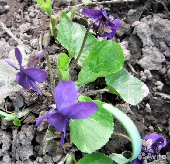 Почвопокровные многолетники из своего сада