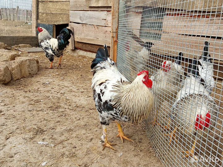 Куры петухи