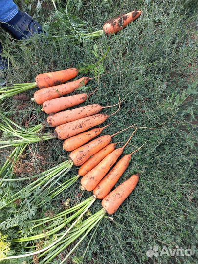 Лук репчатый. Опт и мелкий оптом