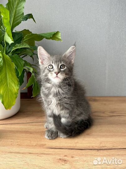 Котята мейн-кун