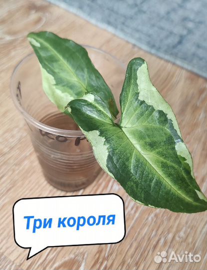 Сингониумы