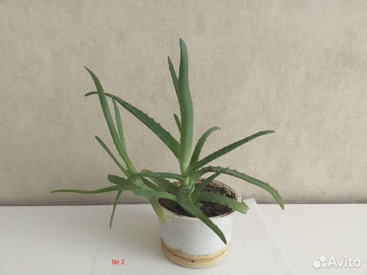 Алоэ столетник