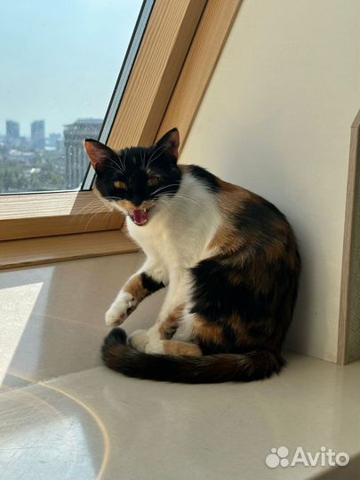 Кошка бесплатно