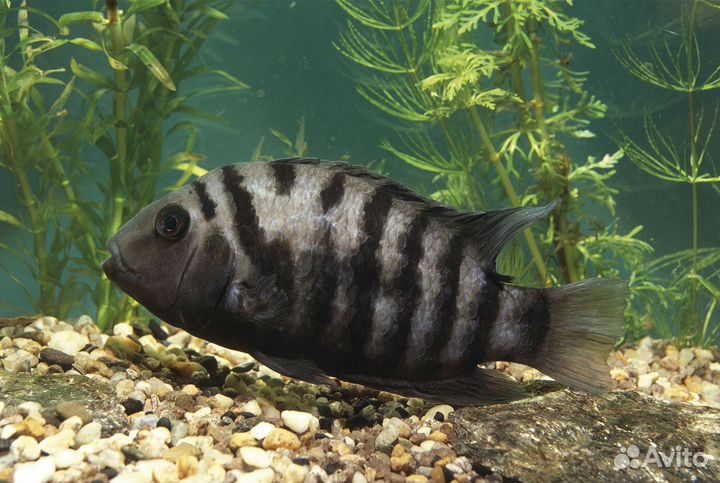 Аквариумные рыбки цихлиды