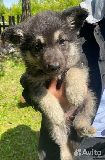 Собака в добрые руки отдам бесплатно