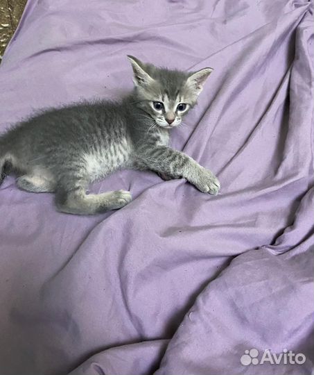 Отдам в добрые руки котят