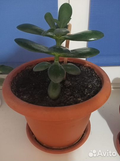 Толстянка (денежное дерево)