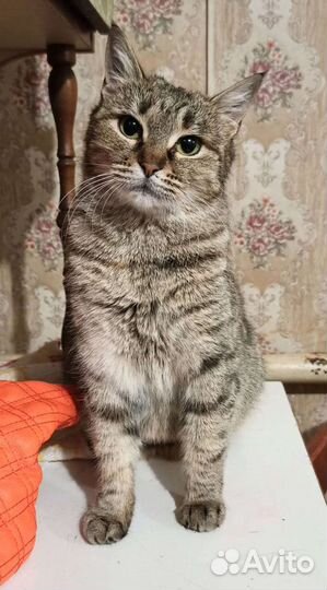 Дося ищет дом