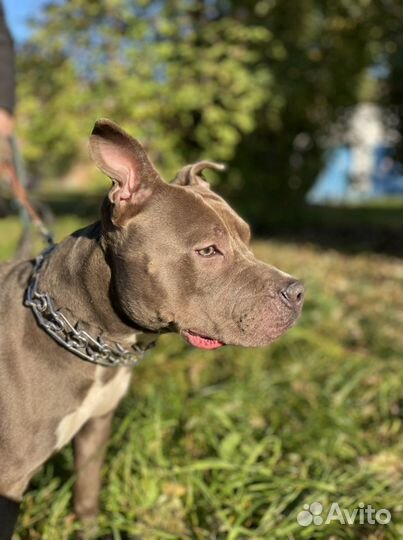 Питбультерьер вязка