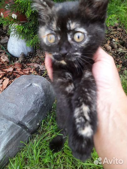 Кошки в добрые руки бесплатно