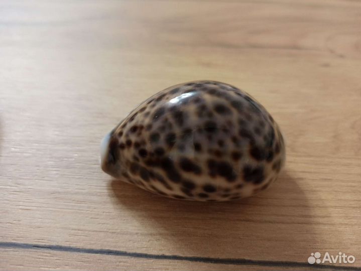 Морская раковина