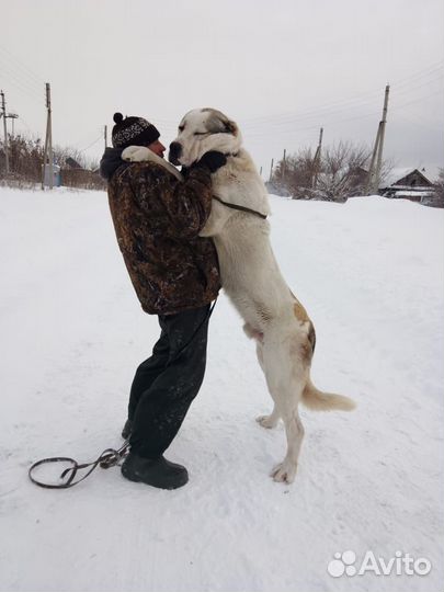 Вязка сао (алабай)