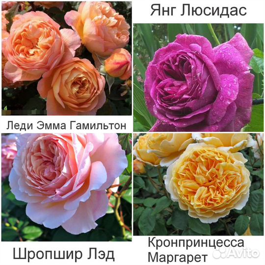 Английские розы
